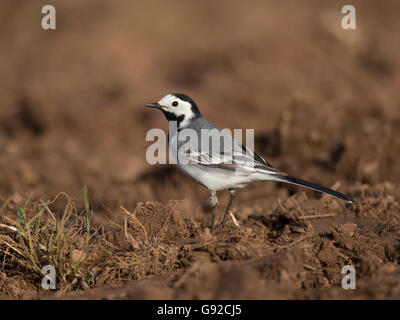 Bachstelze (Motacilla alba), Bitburg, Renania-Palatinato, Deutschland Foto Stock