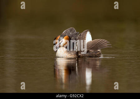 Haubentaucher (Podiceps cristatus), Nettetal, Nordrhein-Westfalen, Deutschland Foto Stock