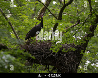 Schwarzstorch (Ciconia nigra) Foto Stock