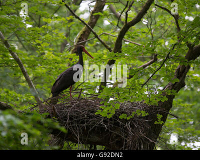 Schwarzstorch (Ciconia nigra) Foto Stock