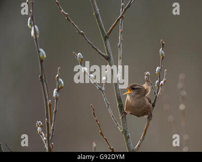 Zaunkoenig (Troglodytes troglodytes), Texel, Niederlande Foto Stock