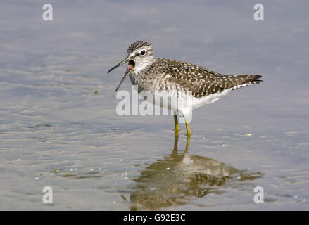 Wood Sandpiper, Grecia / (Tringa glareola) / laterale Foto Stock