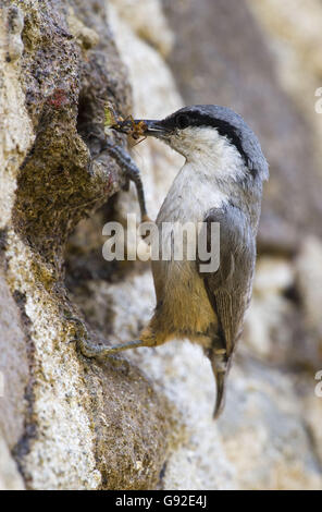 Roccia occidentale picchio muratore con la preda, Grecia / (Sitta neumayer) Foto Stock