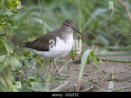 Piro-piro piccolo / (Tringa hypoleucos, Actitis hypoleucos) Foto Stock