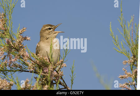 Rufous Bush Robin, Grecia / (Cercotrichas galactotes) Foto Stock