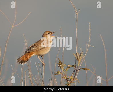 Rufous Bush Robin, Grecia / (Cercotrichas galactotes) / laterale Foto Stock