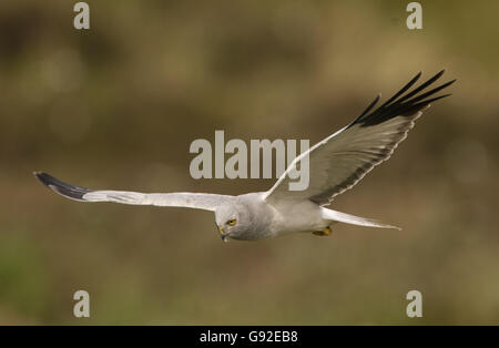 Albanella reale, maschio / (Circus cyaneus) Foto Stock