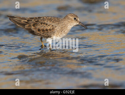 Di Temminck stint, Germania / (Calidris temminckii) / laterale Foto Stock