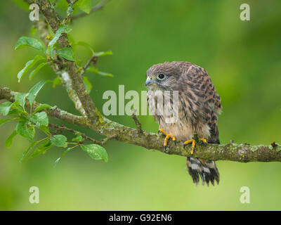 Il Gheppio comune, fledgeling / (Falco tinnunculus) Foto Stock