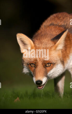 Red Fox / (Vulpes vulpes vulpes) Foto Stock