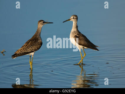 Wood Sandpiper, Lesbo, Grecia / (Tringa glareola) Foto Stock