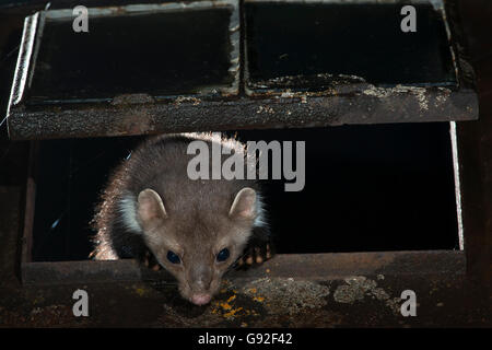 Faina (Martes foina) Foto Stock