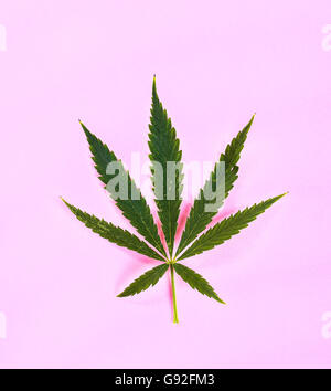 Cannabis Foto Stock