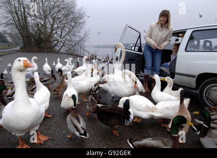 Influenza aviaria salute Foto Stock