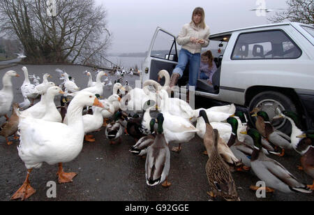 Influenza aviaria salute Foto Stock