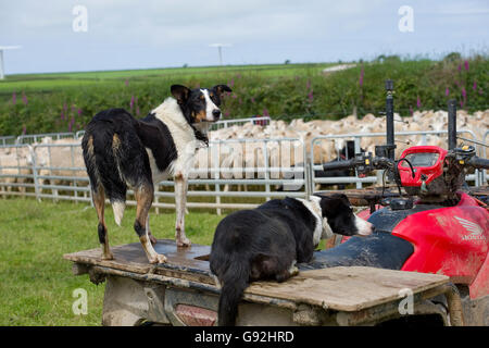 Due nuova zelanda huntaways collies su di una moto quad Foto Stock