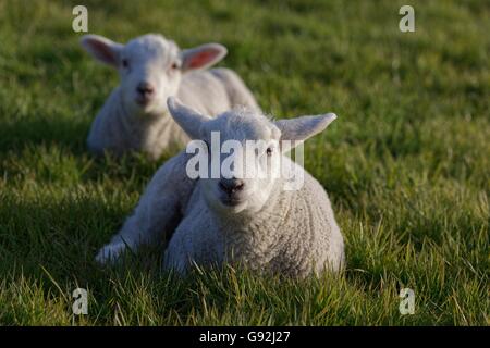 Pecore Texel, Basso Reno, Nord Reno-Westfalia, Germania Foto Stock