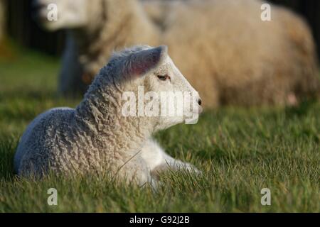 Pecore Texel, Basso Reno, Nord Reno-Westfalia, Germania Foto Stock