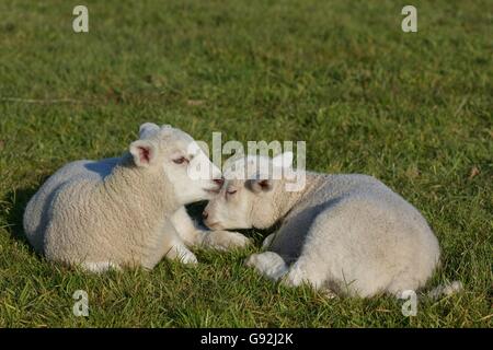 Pecore Texel, Basso Reno, Nord Reno-Westfalia, Germania Foto Stock