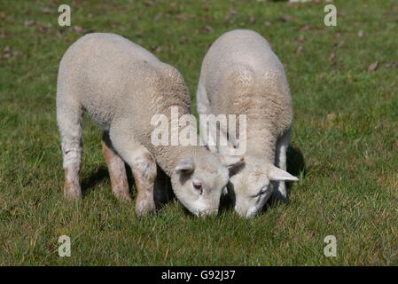 Pecore Texel, Basso Reno, Nord Reno-Westfalia, Germania Foto Stock