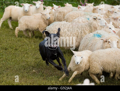 Nuova Zelanda huntaway Foto Stock