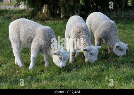 Pecore Texel, Basso Reno, Nord Reno-Westfalia, Germania Foto Stock