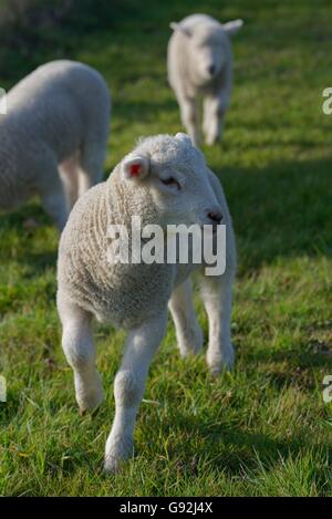 Pecore Texel, Basso Reno, Nord Reno-Westfalia, Germania Foto Stock