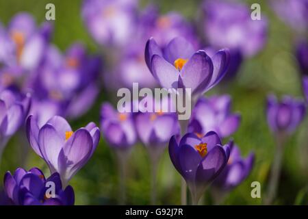 Woodland crocus (Crocus tommasinianus) Foto Stock