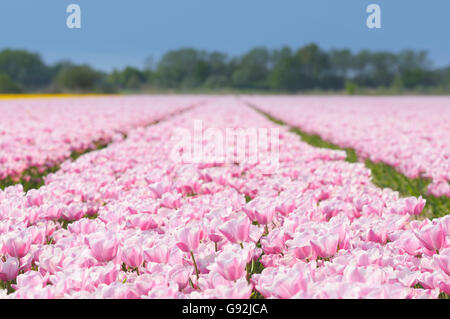 Campo di tulipani, tulip fragola ghiaccio, vicino a Lisse, Paesi Bassi Foto Stock