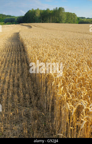 Campo di grano durante la mietitura, Meclemburgo-Pomerania, Germania Foto Stock