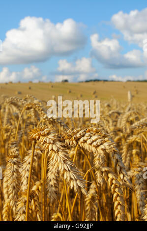 Campo di grano durante la mietitura, Meclemburgo-Pomerania, Germania Foto Stock