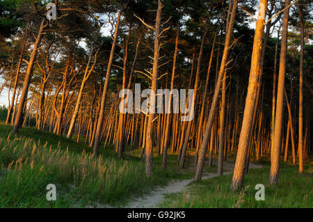 Foresta di alberi di pino, Darss, parco nazionale Vorpommersche Boddenlandschaft, Meclemburgo-Pomerania, Germania Foto Stock