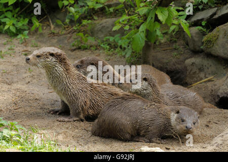 Unione Lontra di fiume con youngs / (Lutra lutra) Foto Stock