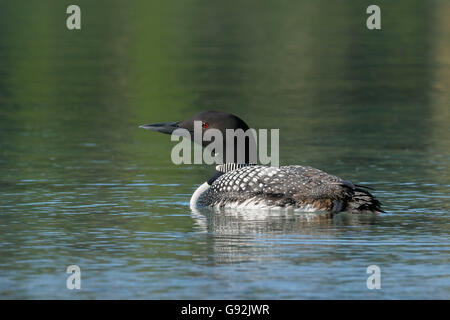 Loon comune, British Columbia, Canada / (Gavia immer) Foto Stock