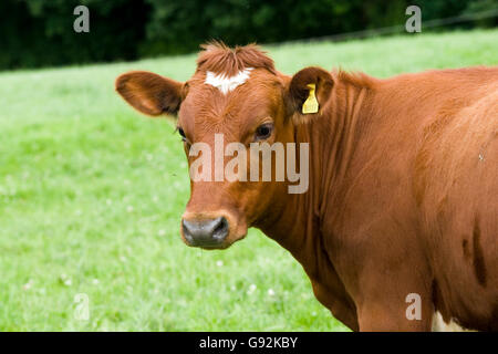 Croce frisone mucca rossa norvegese Foto Stock