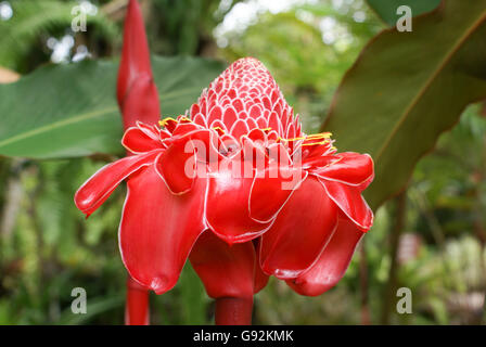 Torcia rosso zenzero, Etlingera elatior nel giardino tropicale, Australia Foto Stock