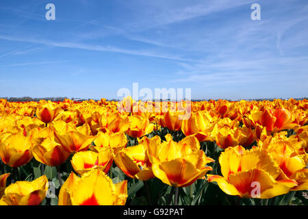 Giallo Rosso campo di tulipani in Olanda Foto Stock