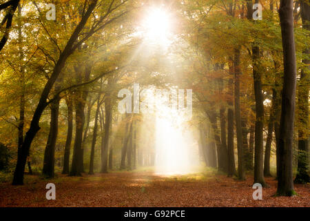 La luce del sole che splende attraverso gli alberi in una foresta in autunno Foto Stock