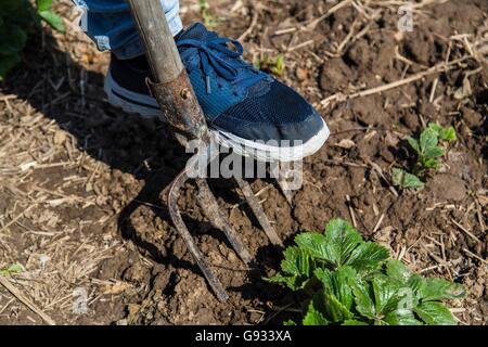 Molla di scavare il terreno con forcone Foto Stock