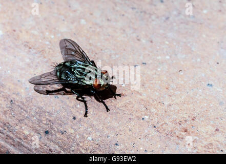 Una macro shot di volare su un backround marrone Foto Stock