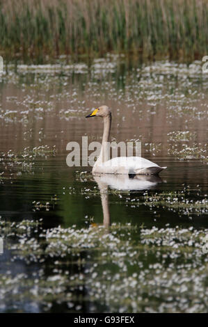 Whooper swan (Cygnus cygnus) in acqua, Germania Foto Stock