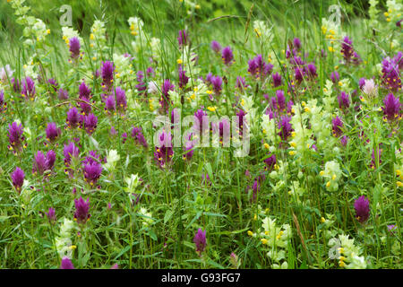 Prato con campo cow-frumento (Melampyrum arvense) e maggiore sonaglio giallo (Rhinanthus alectorolophus), Baden-Württemberg Foto Stock