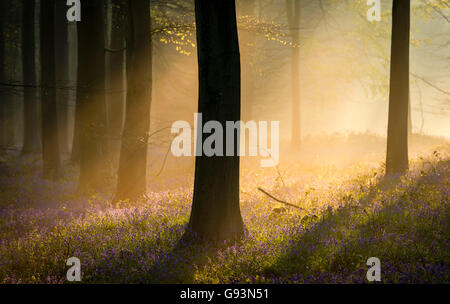 Alba luce splende attraverso la nebbia in un inglese bluebell woodland. Foto Stock