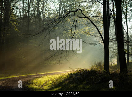 Alba la luce in un bosco nebbioso, Kent. Foto Stock