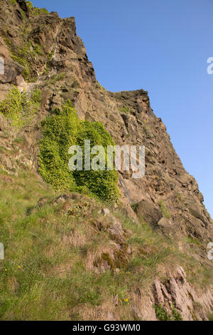 Salisbury Crags, Holyrood Park, Edimburgo, Scozia Foto Stock