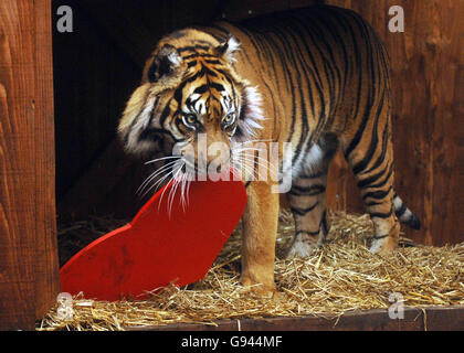 ANIMALI tigre Foto Stock