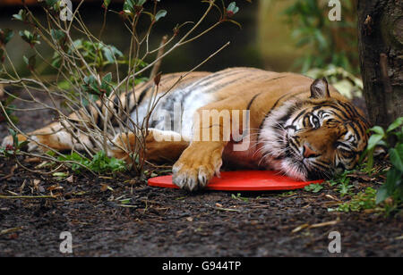 Raika, una tigre di Sumatran, tiene un cuore di legno spruzzato con 'Obsession' di Calvin Klein allo Zoo di Londra, lunedì 13 febbraio 2006. Le tigri di Sumatran sono una specie a rischio critico e gli zooteeper sperano che il profumo dei designer possa spiare la vita d'amore di Raika e del suo compagno Lumpur in tempo per San Valentino. PREMERE ASSOCIAZIONE foto. Il credito fotografico dovrebbe essere: Fiona Hanson/PA. Foto Stock