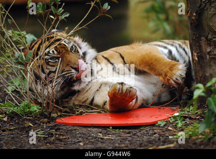 ANIMALI tigre Foto Stock