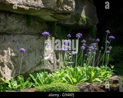 Scabious fiori che crescono nel giardino di Hever Castle Foto Stock