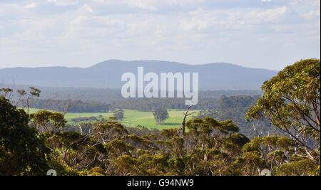 Vista dalla Passeggiata Tree Top presso la valle dei giganti che si affaccia il Tree Top paesaggio in Danimarca, Western Australia. Foto Stock